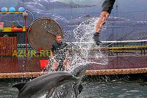 Отдых на Азовском море — Дельфинарий фото